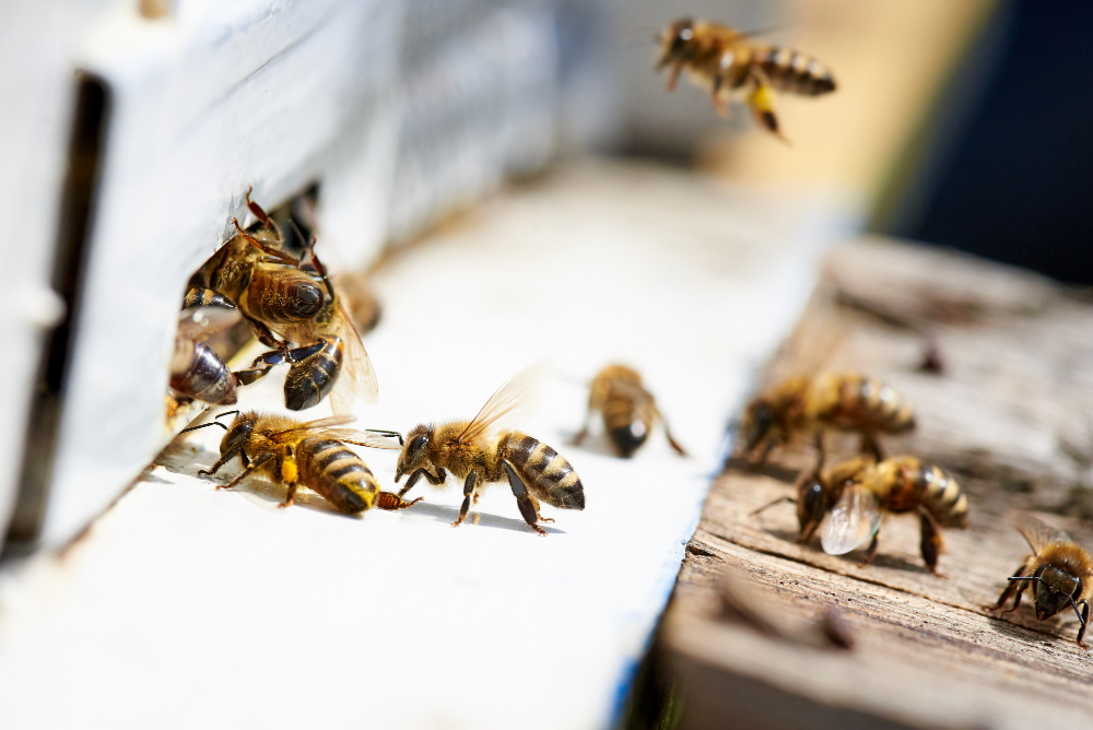 Bees on flowers